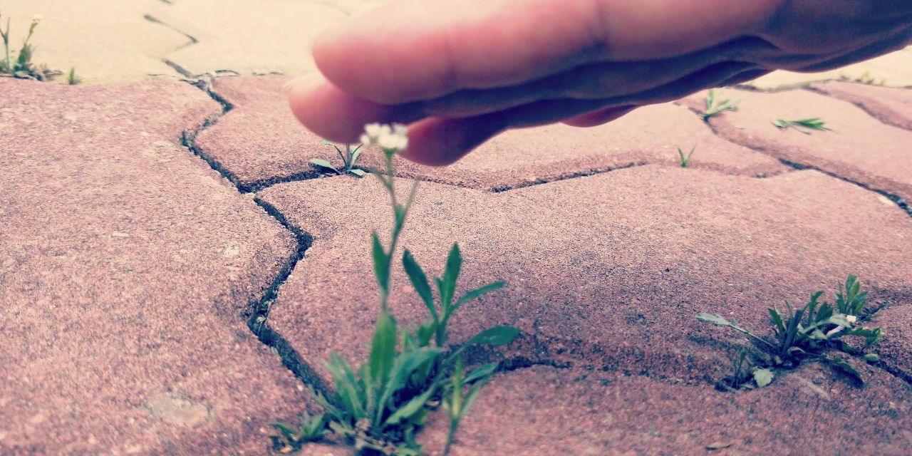 1685320891514734.jpg 1685320891514734.jpg